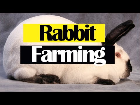 , title : 'How to Start a Small Rabbit Farm in Nigeria'