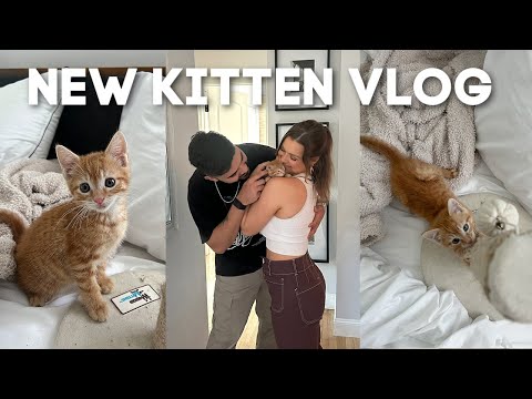 WE RESCUED A KITTEN! friends + family reactions, name reveal & an emotional first night 🥹