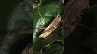 Download lagu Suara Belalang | Belalang 🦗 mp3 Download lagu Suara Belalang | Belalang 🦗 mp3
