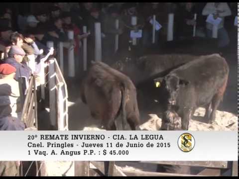 11-06-15 Venta de Vaquillonas P.C. - Cia La Legua - Cnel Pringles
