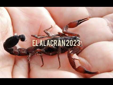 El Alacran 2023 - Grupo clasificado ft Panchito Arredondo