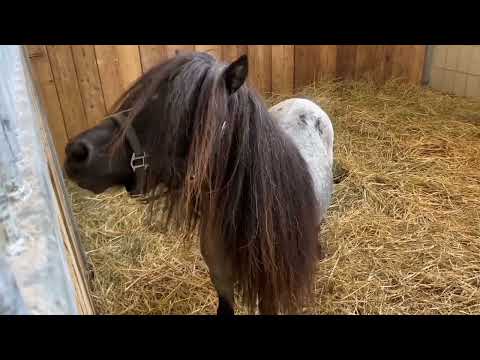 Eine Entscheidung bei Pony Brillant ✮ leider alles anders als gedacht...