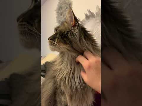 What happens if you pull Maine Coon cat's whiskers? He’s sweet😊 #shorts