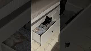 猫、収納されてました。 #shorts #猫のいる暮らし #ねこライフ #cat #猫のいる風景  #catshorts