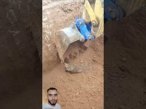 إنقاد حيوان في حفرة #اكسبلور #فايسبوك #viral #دويتو #viralvideo #viralshorts #viralreels