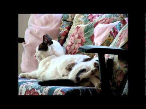 Helter Skelter Kitten