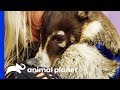 Popeye The Coatimundi Needs A Dental Check Up | The Vet Life - Animal Planet Popeye The Coatimundi Needs A Dental Check Up | The Vet Life