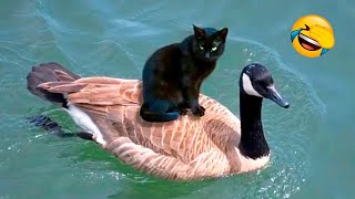 Funny Animal Videos 2023 😇 - Funniest Dogs 🐶 And Cats 😺