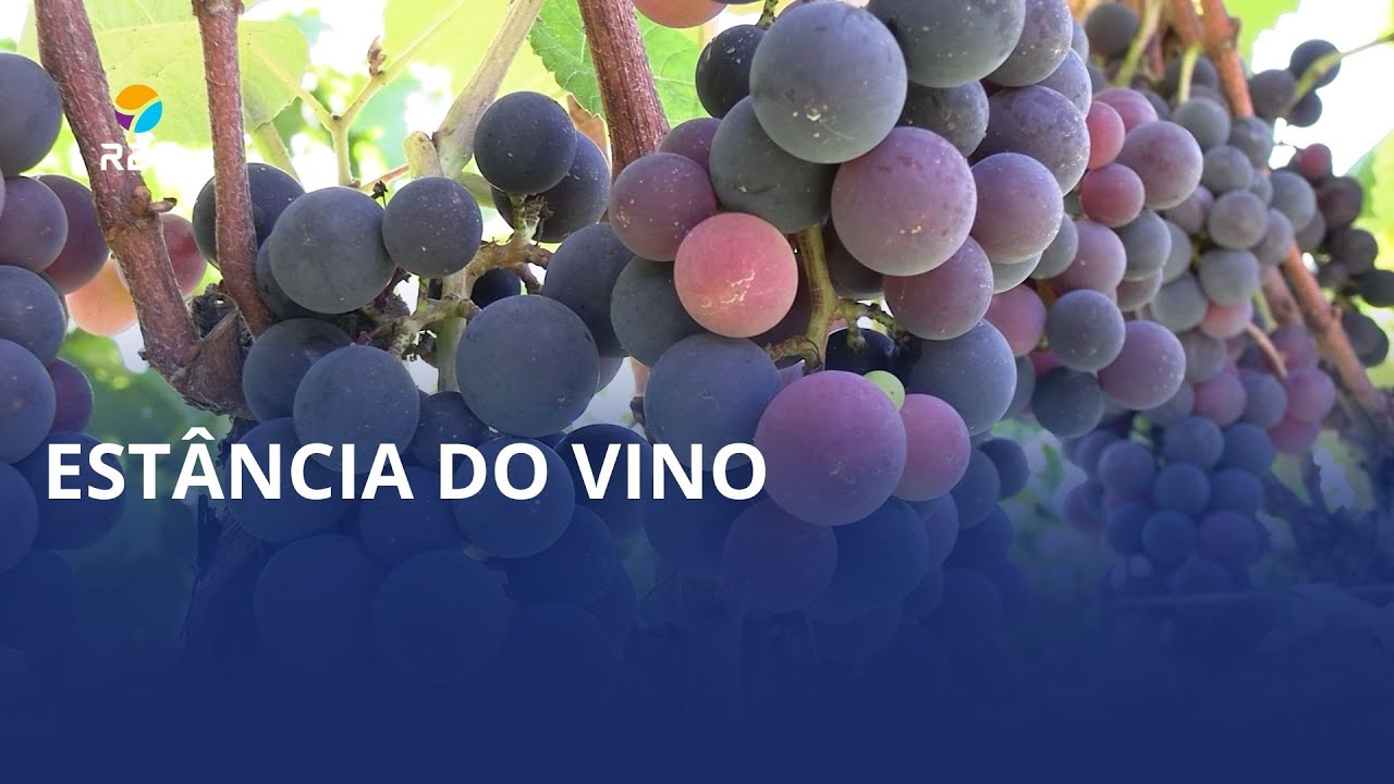 🍇 Colha e pague de uvas