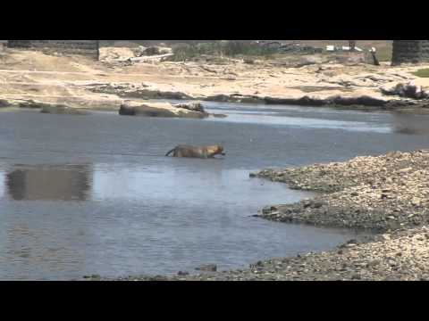 Helpless poor Dog walks through deep water, Bhima river, Maharashtra, India
