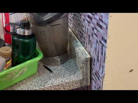 Every Inch of the Apartment Infested with...