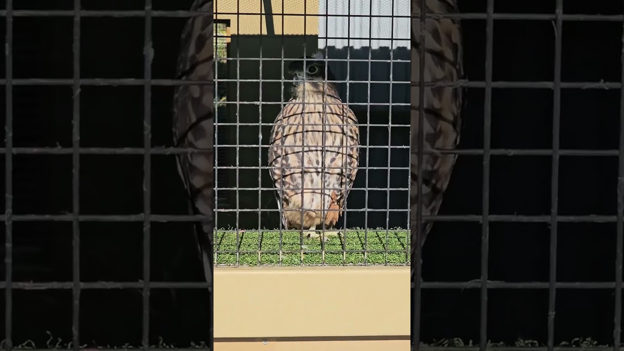 YouTube Short thumbnail