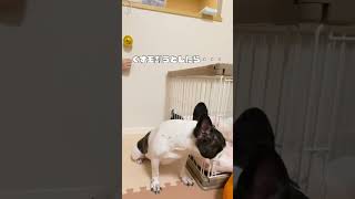 フレブルのくす玉失敗😭 #誕生日  #フレンチブルドッグ  #vlog #frenchie #shorts 　　　　　　　　　　　　　　　