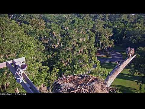 Osprey Chick Fledges In Savannah, Georgia! – June 11, 2018