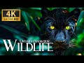 Untamed Exploration Wild 4K 🐘 Discovery Relaxation Nature Film with Soothing Relaxing Piano Music