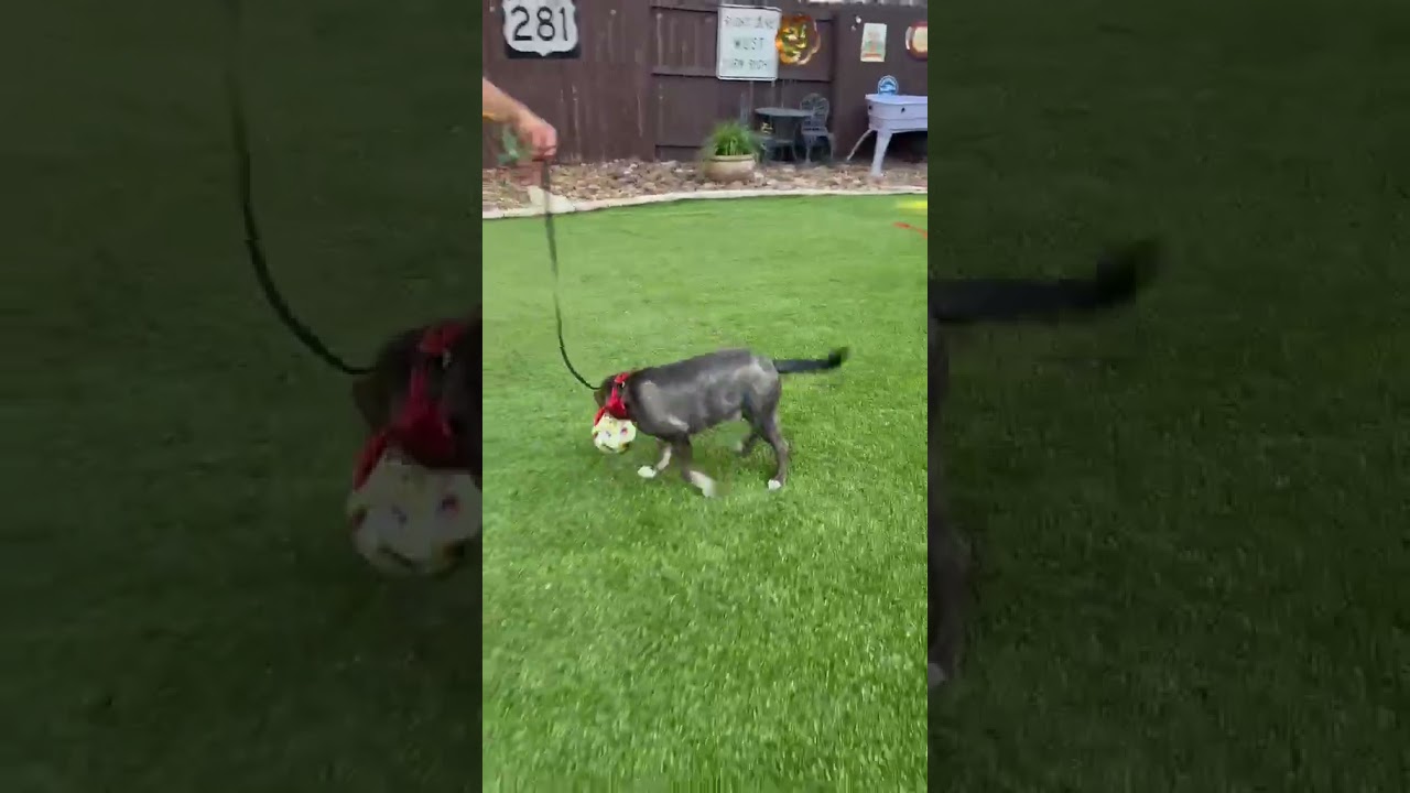 Spike, an adopted mixed breed in Southport, CT video 3/5