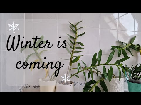 , title : '❄️ 7 tips to prepare your orchids for winter'