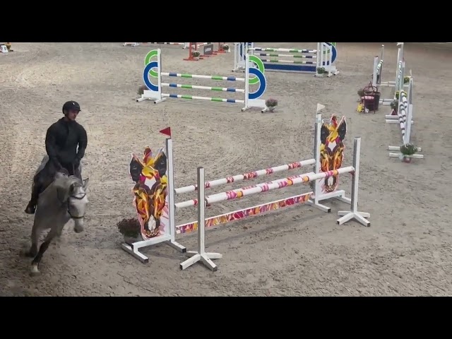 Yegua Media Sangre Belga En venta 2017 Tordo por Garfield de tiji des templiers 