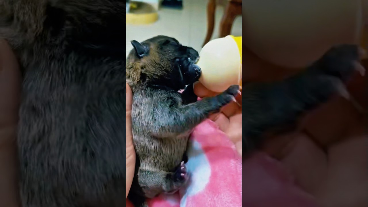 Gorgeous Puppy Breastfeeding #puppy #babyanimal #nursing #rescueefforts #cute #babydog #pets #dog