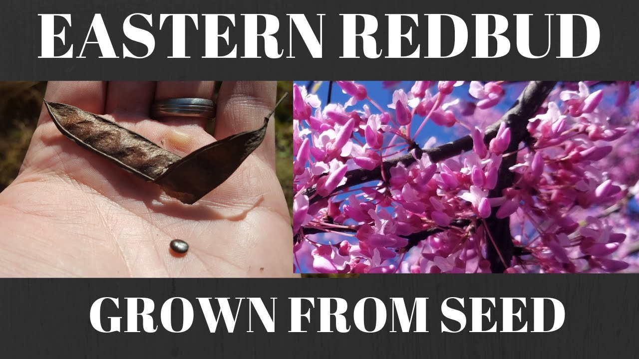 How to Grow Eastern Redbud Tree from Seed