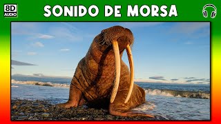 SONIDO DE MORSA 🌊
