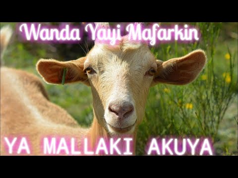 WANDA YAYI MAFARKIN YA MALLAKI AKUYA