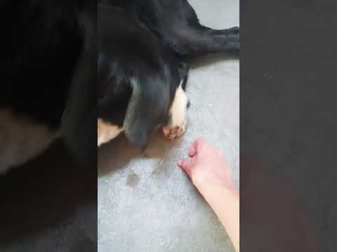 Cosquillas #casagrande #perros #miradacanina #cordoba