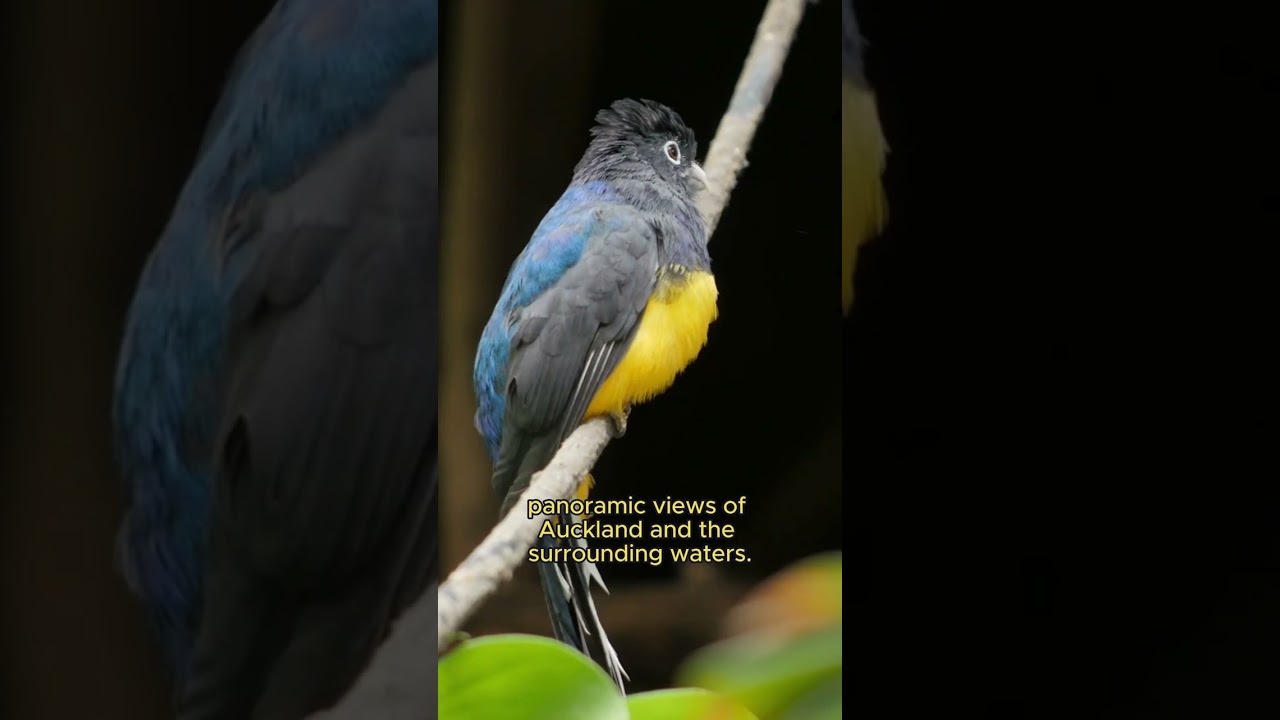 YouTube Short thumbnail