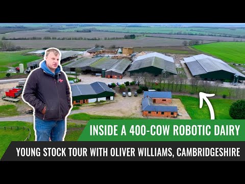 Inside a 400-Cow Robotic Dairy Farm | Young Stock Tour with Oliver Williams, Cambridgeshire