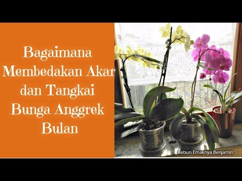 Bagaimana menaikkan pil potensi laki-laki Rumput pada potensi dari foto