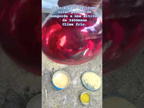 como criar pollos Cobb500 en zonas de clima frío a una altitud de 3400msnm #huánuco #lauricocha.