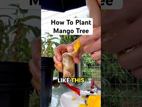 How to Plant a Mango Tree for FREE! (Mango Seed Trick) “Fast Growing”