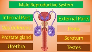 Male Reproductive System