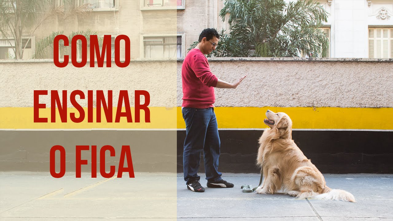 Como ensinar o cachorro a ficar - Dicas de Adestramento