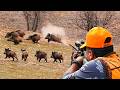 WILD BOAR CRISIS Massive Herds Perfect Shots Unbelievable Hunts