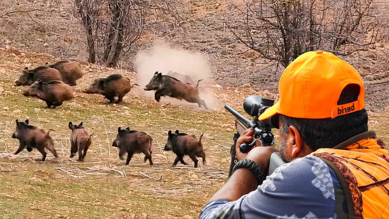 WILD BOAR CRISIS: Massive Herds, Perfect Shots & Unbelievable Hunts!