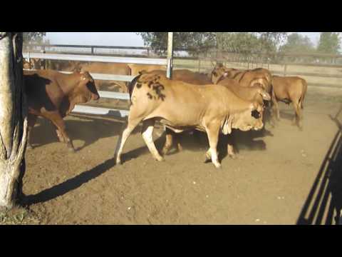 Auctions Plus - 14/10/16 128 Droughtmaster Cross Heifers, EU, 306kgs