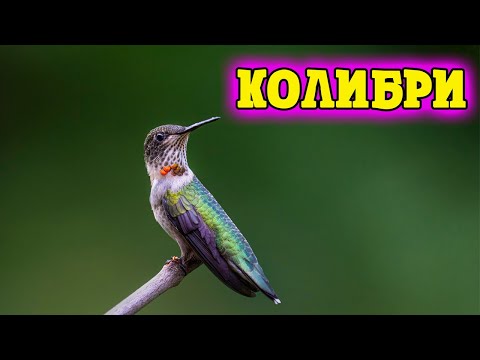 Колибри самая маленькая птичка на планете