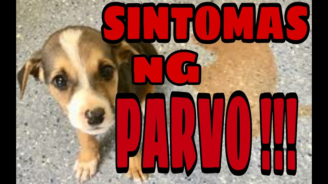 Putar video SINTOMAS NG PARVO #symptoms of parvo ( PARA SA MGA DOGLOVERS !!! ) sekarang SINTOMAS NG PARVO #symptoms of parvo ( PARA SA MGA DOGLOVERS !!! )