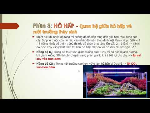 Carbono đối với Thủy sinh | Fase 2: Hô hấp