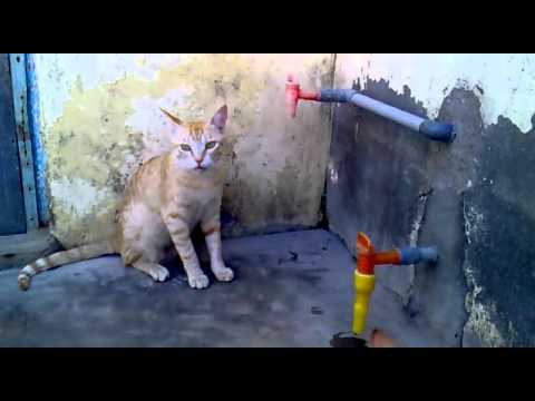 cat video [Pritesh Kharwa].mp4