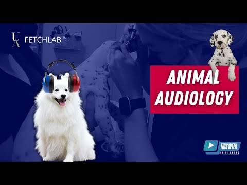 Animal Audiology: A Discussion with FETCHLAB™ Akron Director, Dr. Kristine Sontrsom Malowski