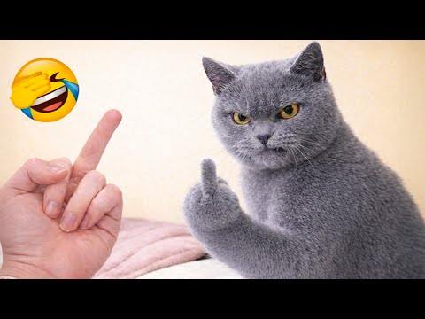 Try Not to Laugh 😂 The Best Funny Cats 2025 😹 Part 2