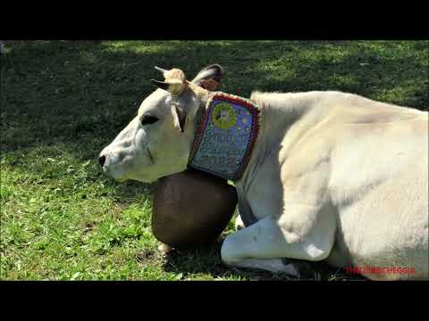 MUCCHE CON CAMPANACCI I FAMOSI "RUDUN" A PONTECHIANALE VALLE VARAITA (CN) DOM. 11 - 9 - 2022.