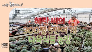 [나는농부다 282회] 혜란 씨의 300평 5만여 개 다육식물 농장