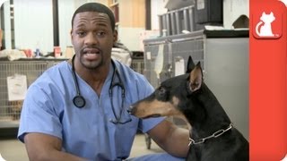 Demonstration on How to Pill Your Dog - Ask A Vet