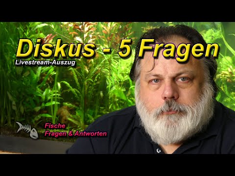 DISKUS - 5 ALLGEMEINE FRAGEN rund um den KÖNIG DER AQUARIENFISCHE