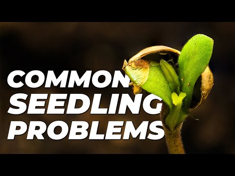 Cannabis Seedling Problems & How to Fix Them | Fast Buds Tips for young plants