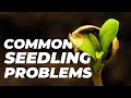 Cannabis Seedling Problems & How to Fix Them | Fast Buds Tips for young plants