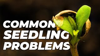 Cannabis Seedling Problems &amp; How to Fix Them | Fast Buds Tips for young plants